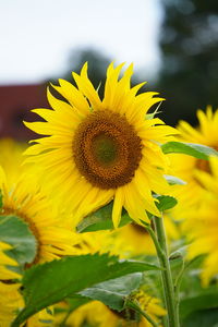 sunflower