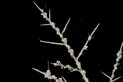 Close-up of plant at night