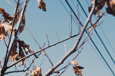 Low angle view of tree against blue sky