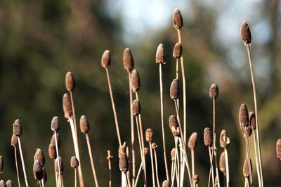 Close-up of dry plants against blurred background