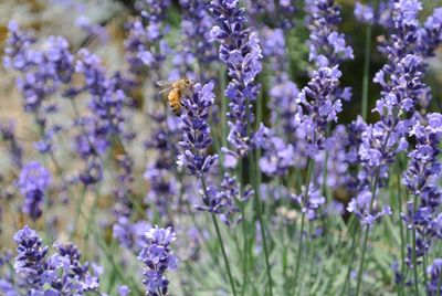 Close-up of purple flowers