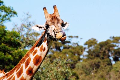 Low angle view of giraffe against clear sky