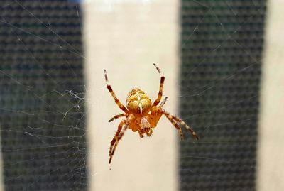 Close-up of spider web