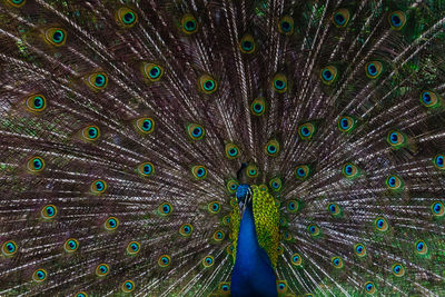 Close-up of peacock