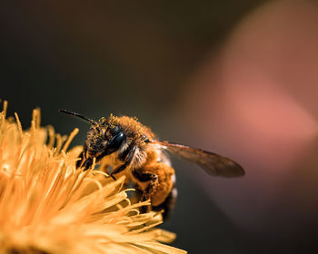 Close-up of bee pollinating on flower
