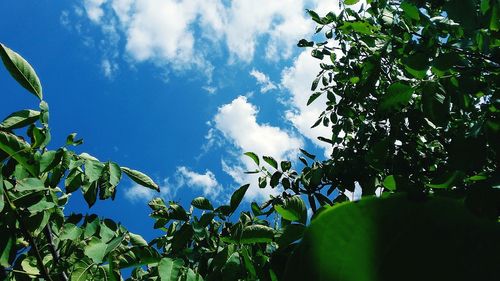 Low angle view of trees against sky