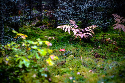 Close-up of green plants on grass
