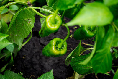 Close-up of green plants