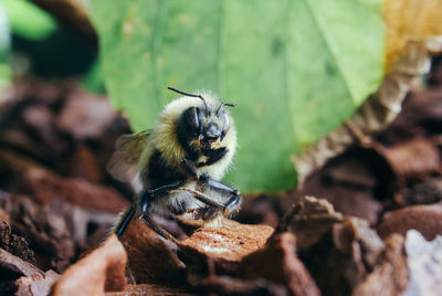 Close-up of bee