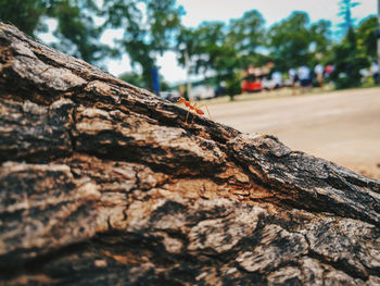 Close-up of insect on tree trunk