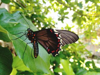 Butterfly on leaf