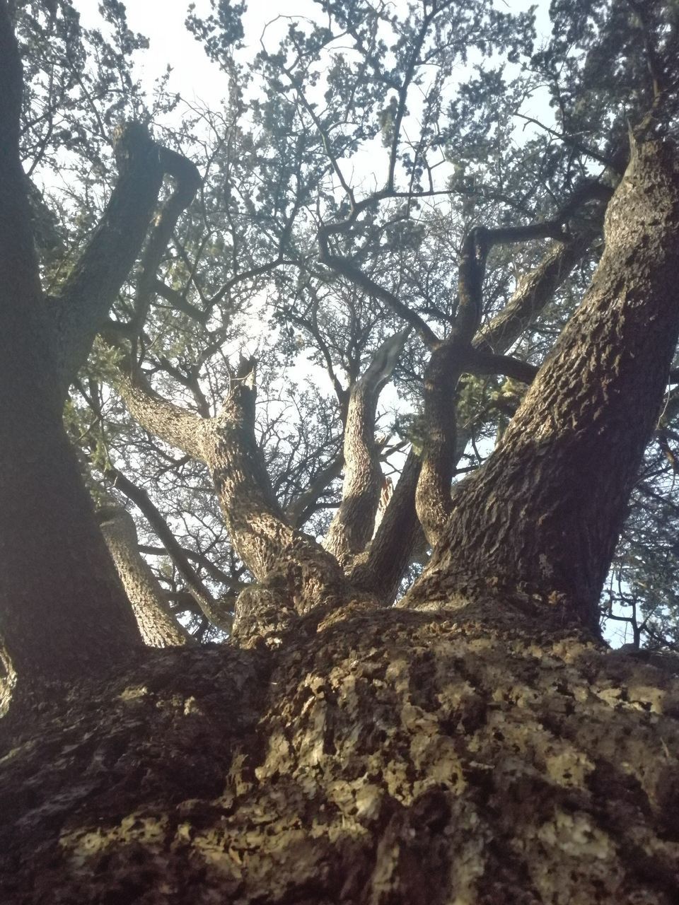 LOW ANGLE VIEW OF TREES AGAINST SKY