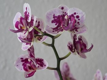 Close-up of pink orchids