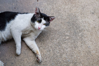 High angle portrait of cat standing outdoors