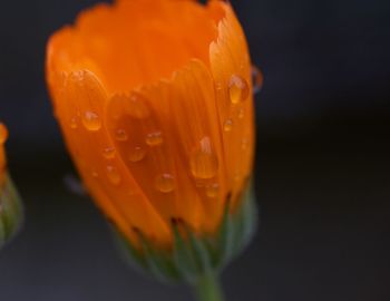 Close-up of wet orange flower