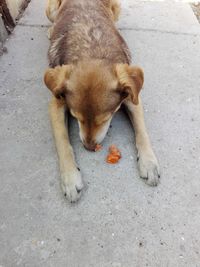 High angle view of a dog