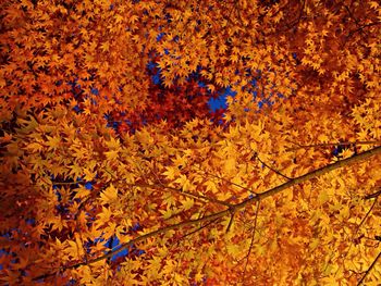 Autumn leaves on tree