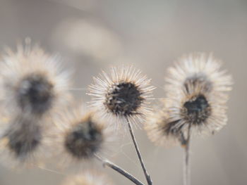 Close-up of dried plant