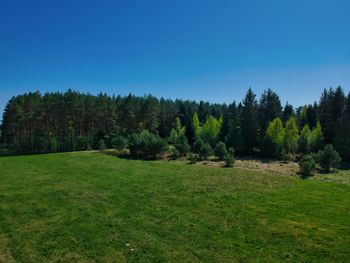 Scenic view of pine trees against sky