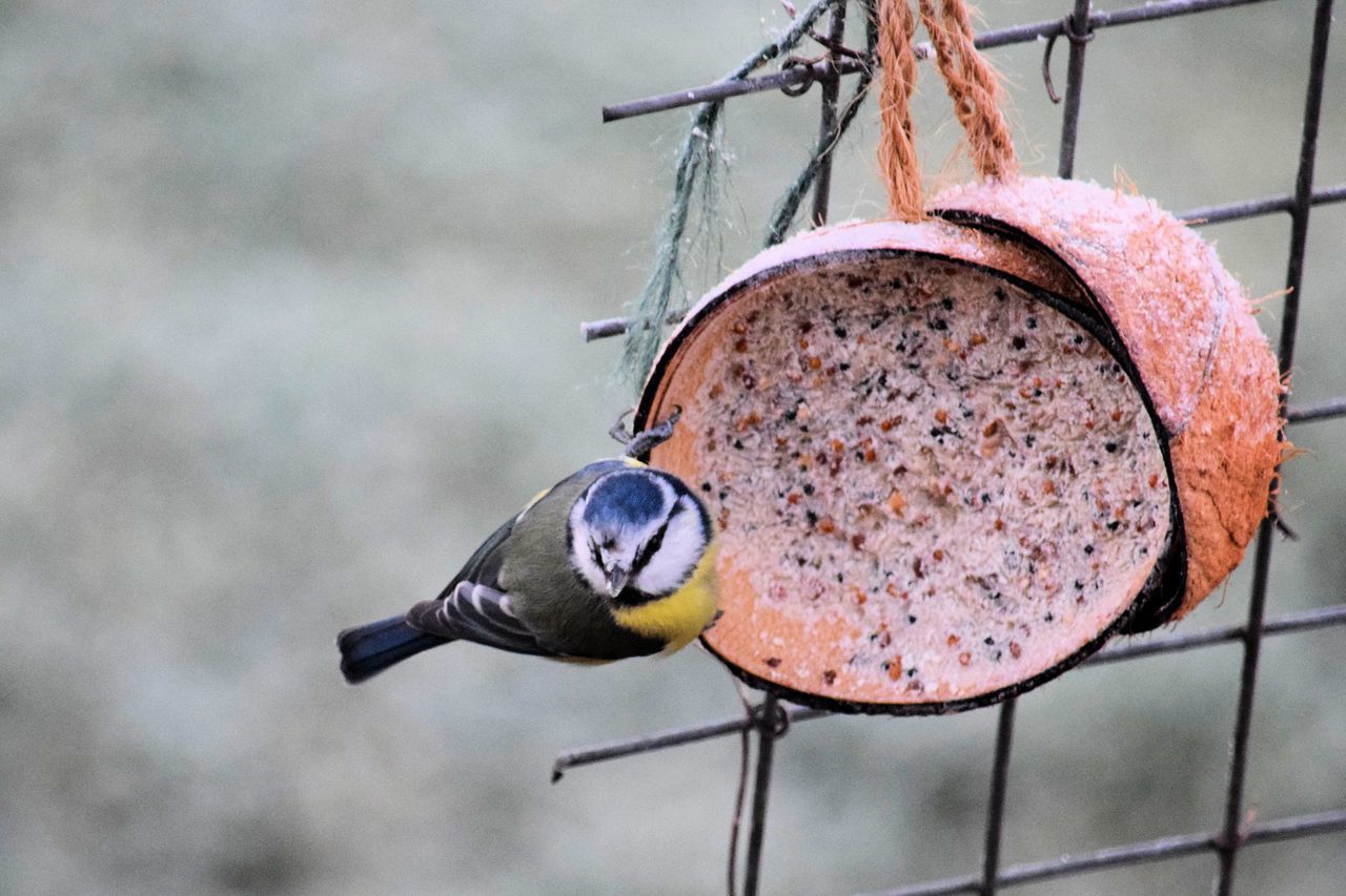 Bluetit feeding