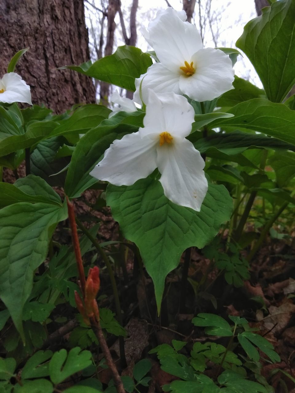 CLOSE-UP OF WHITE FLOWERING PLANT WITH TREE