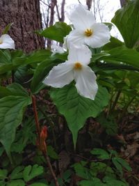 Close-up of white flowering plant