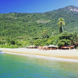 View of trees on beach