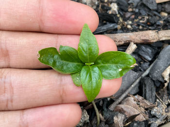 Close-up of hand holding leaves