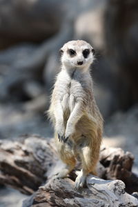 Portrait of meerkat