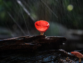 Close-up of wet holding ice cream cone against blurred background