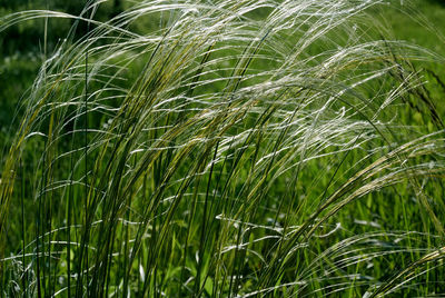 Close-up of wheat growing on field