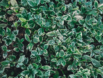 Full frame shot of plants