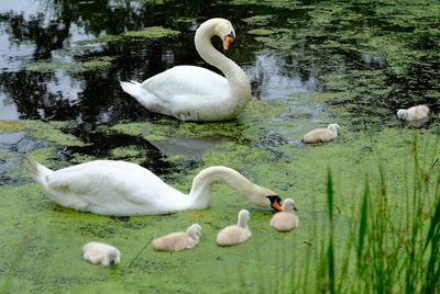 Swans swimming in lake