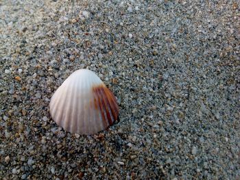 Close-up of seashell on beach