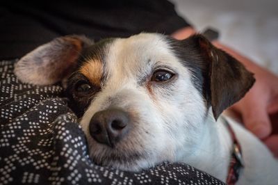 Close-up portrait of dog relaxing at home