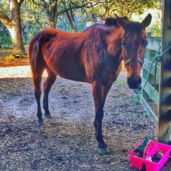 Close-up of horse outdoors