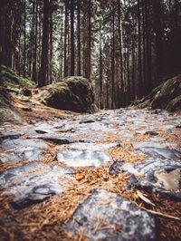 Surface level of stream flowing in forest