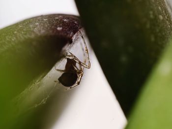 Close-up of insect on leaf