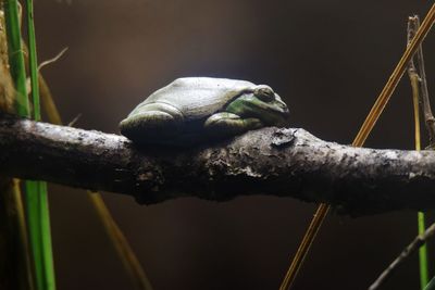 Close-up of snail on branch