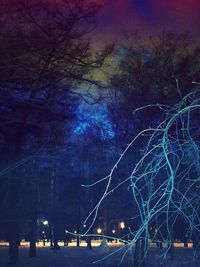 Illuminated trees against sky