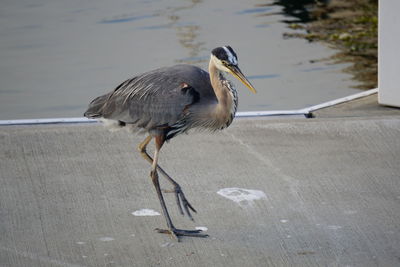 High angle view of gray heron