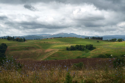 Scenic view of field against sky