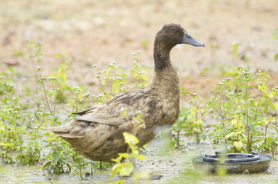 Duck on blurred nature background