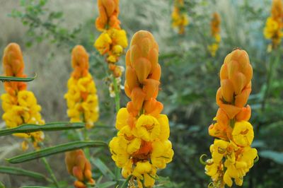Close-up of yellow flowering plants