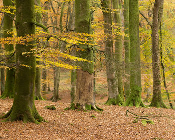 Trees in forest during autumn