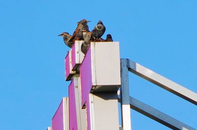 Starlings perching on rooftop