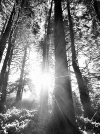 Sunlight streaming through trees in forest