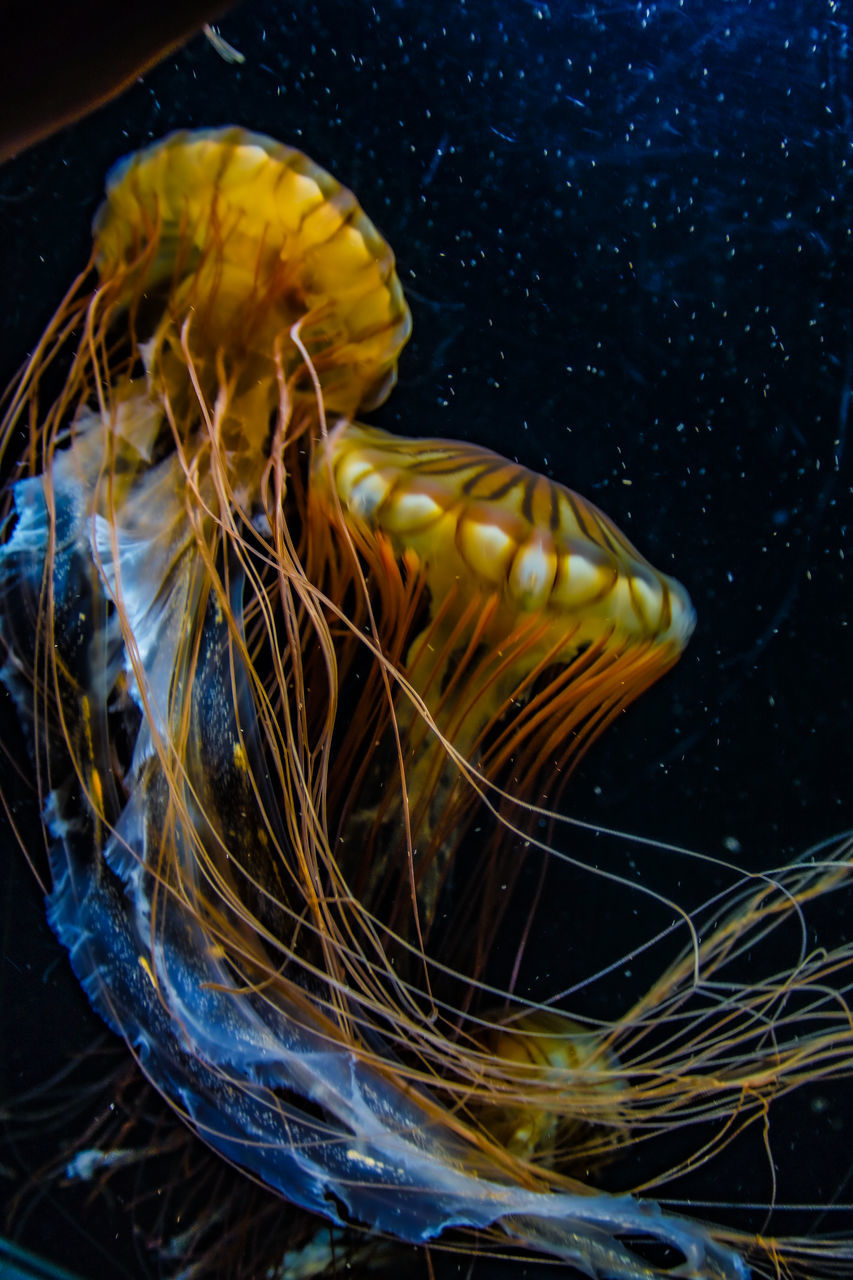 CLOSE-UP OF YELLOW JELLYFISH