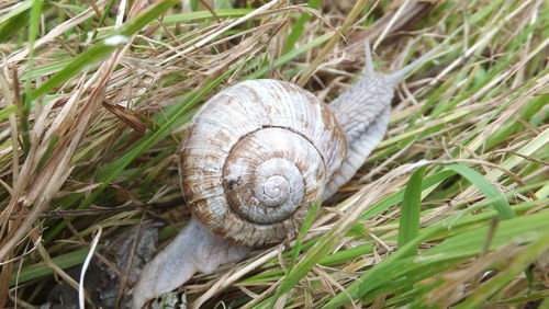 Close-up of snail on ground