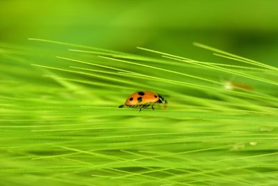 Close-up of ladybug on green leaf